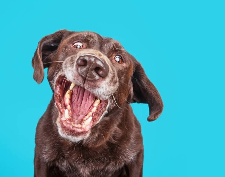 Dog throwing up dog food shop